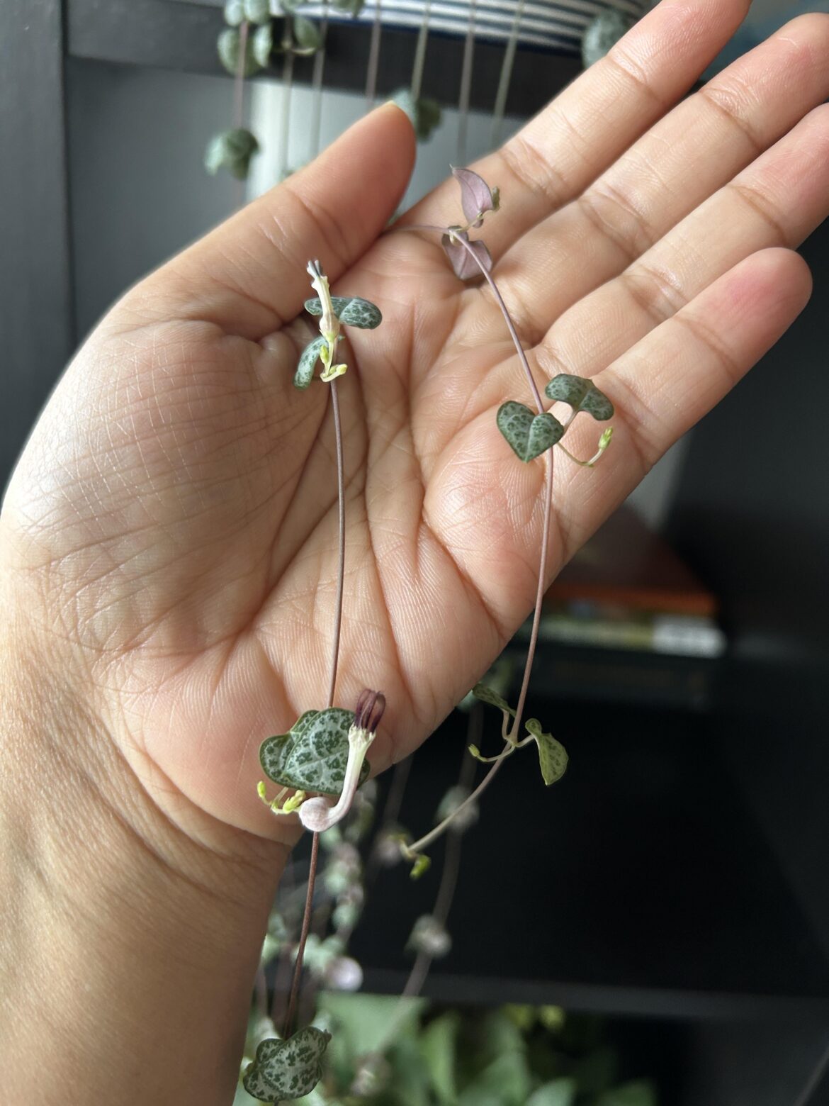 The incongruity of flowers while it’s snowing outside
