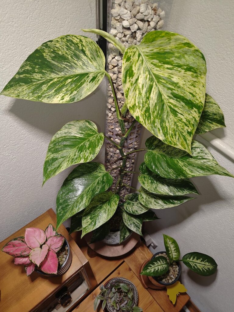 Marble Queen and friends