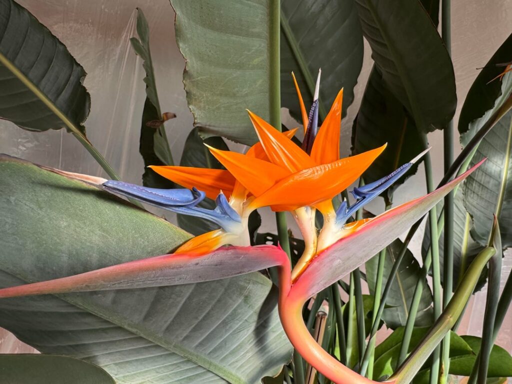 Double Flower on Birds of Paradise Double Flower on Birds of Paradise