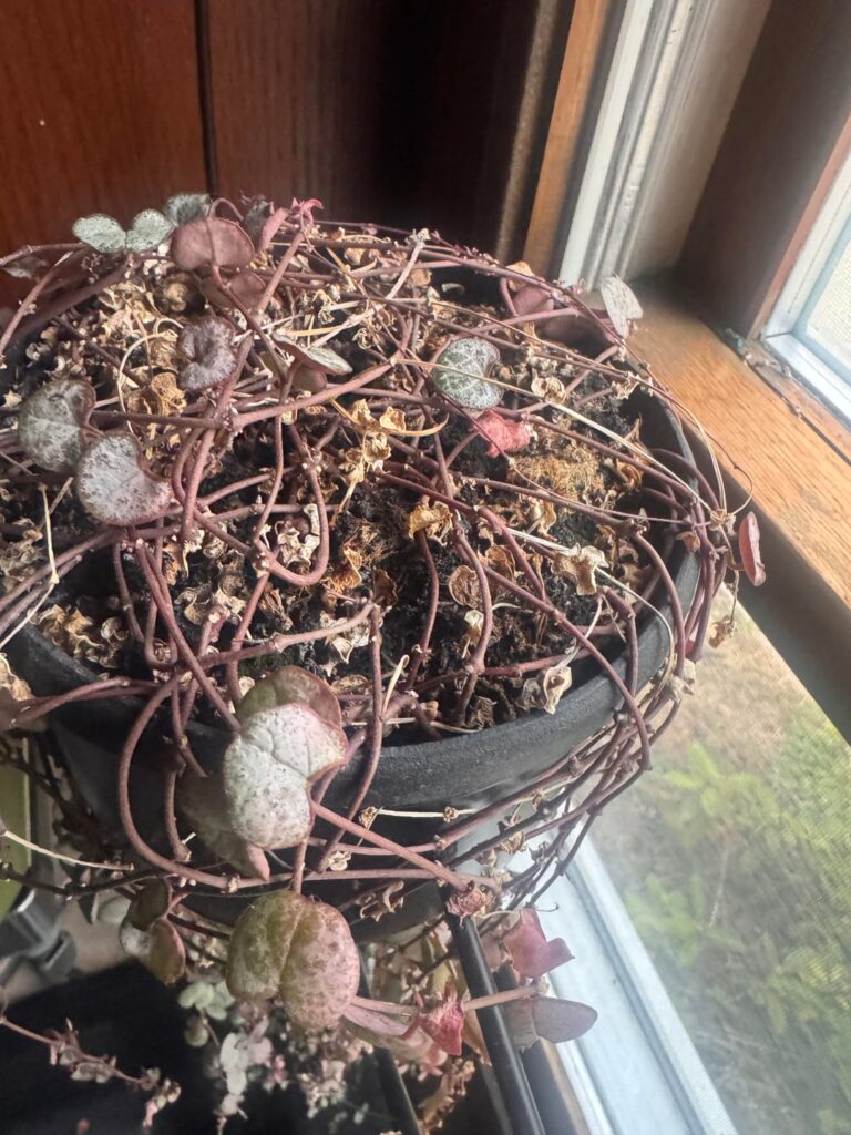 Root rot? Or... ?