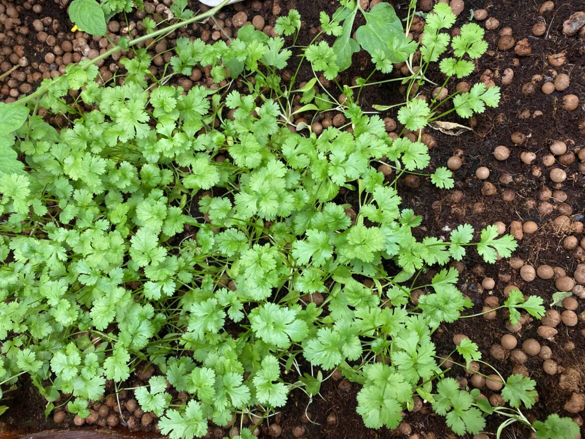 First time with Coco Coir question First time with Coco Coir question