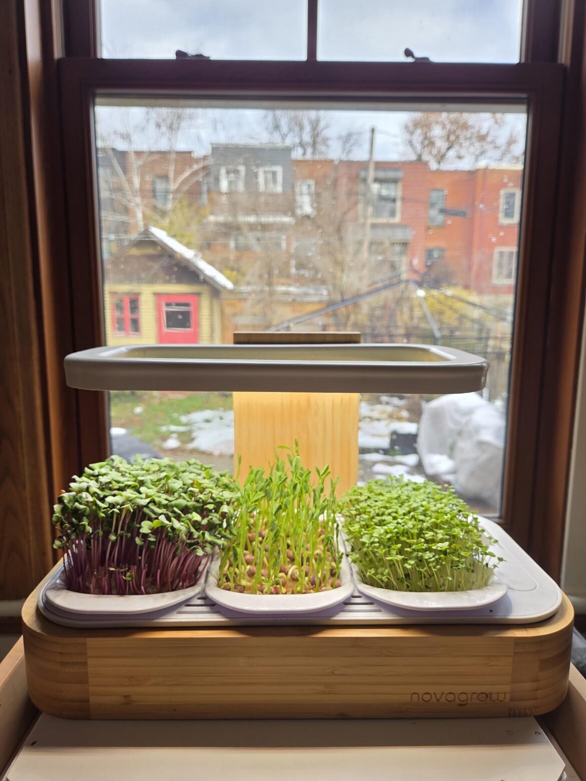 Trying to keep my tiny indoor “garden” alive through the winter 🌿😄 Here’s my microgreens setup — surprisingly easy and super tasty 😋 Anyone else growing indoors this season?