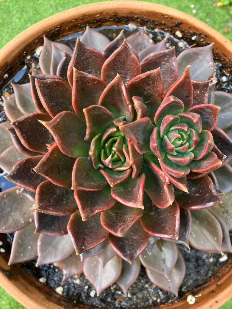 i really thought this was going to be a flower …
