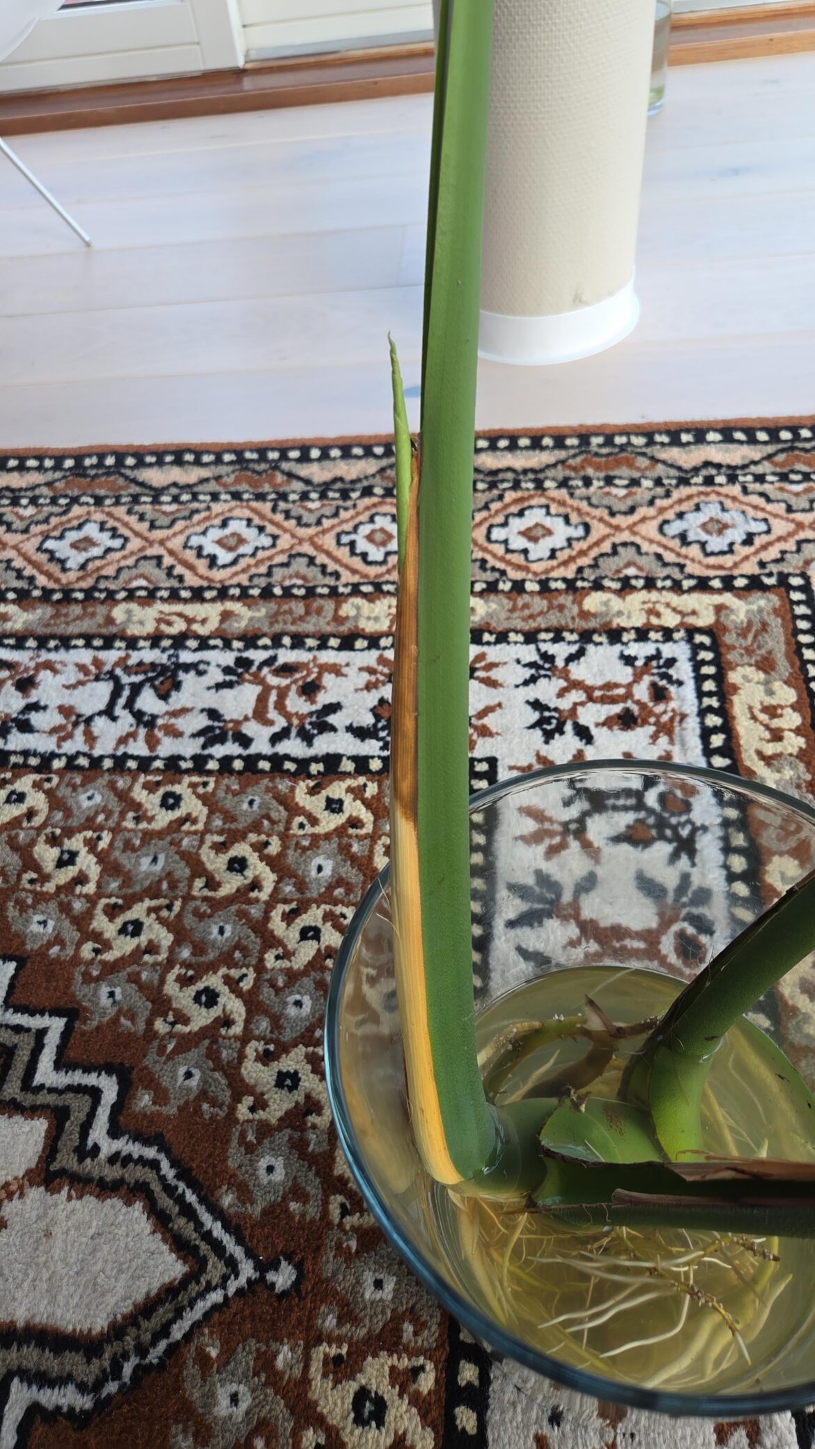 What to do? Post-pest growth point