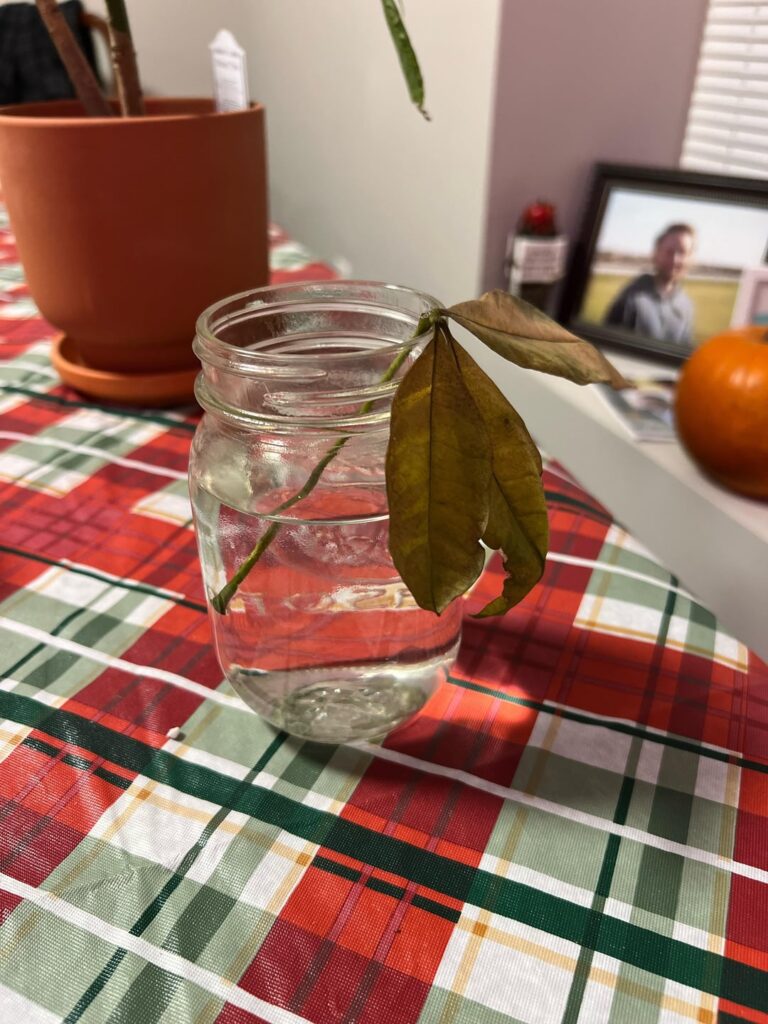 Money Tree Bud Propagation Tips??