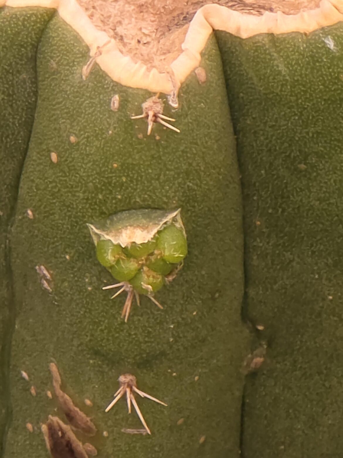 I got my first pup!!!! Yay!!! (Grow tent) advice tips, for indoor grown cacti? I got my first pup!!!! Yay!!! (Grow tent) advice tips, for indoor grown cacti?