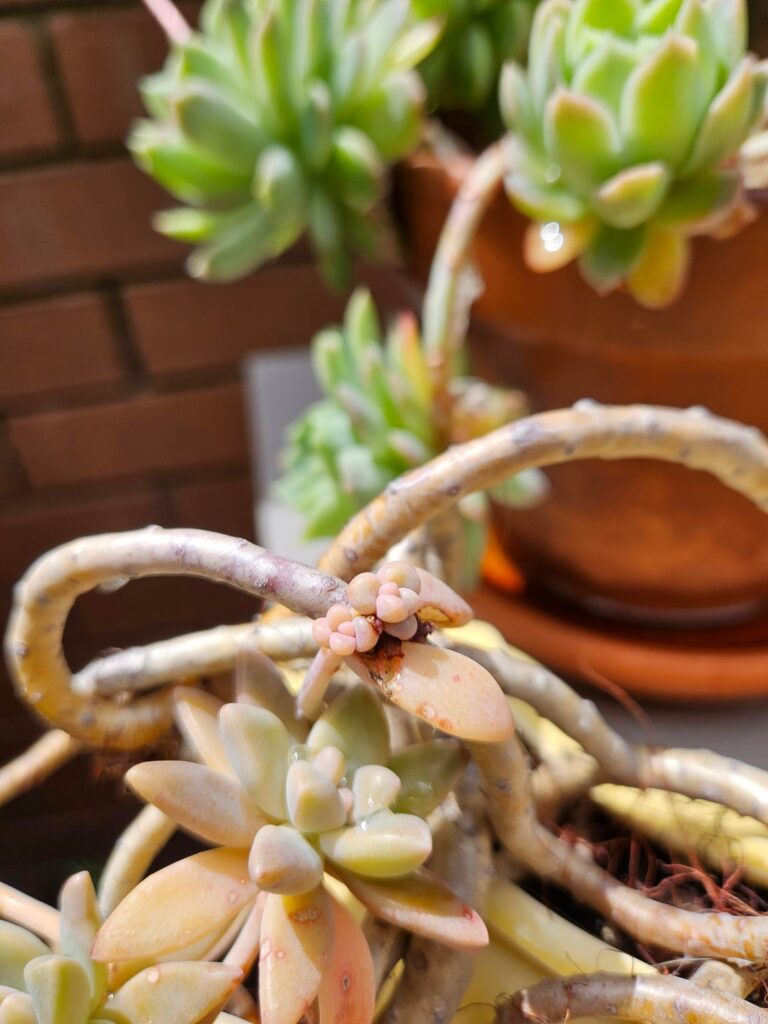 Noticed some succulent leaves propping themselves while still attached to the mother plant