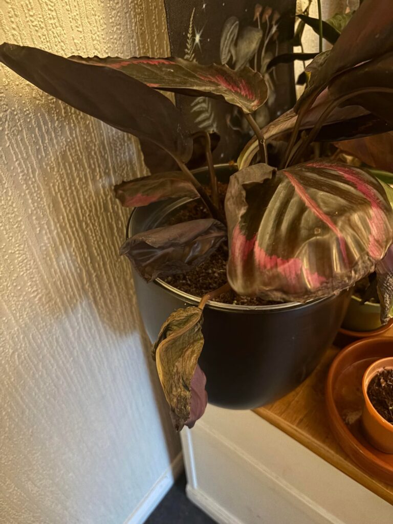 What am I doing wrong?