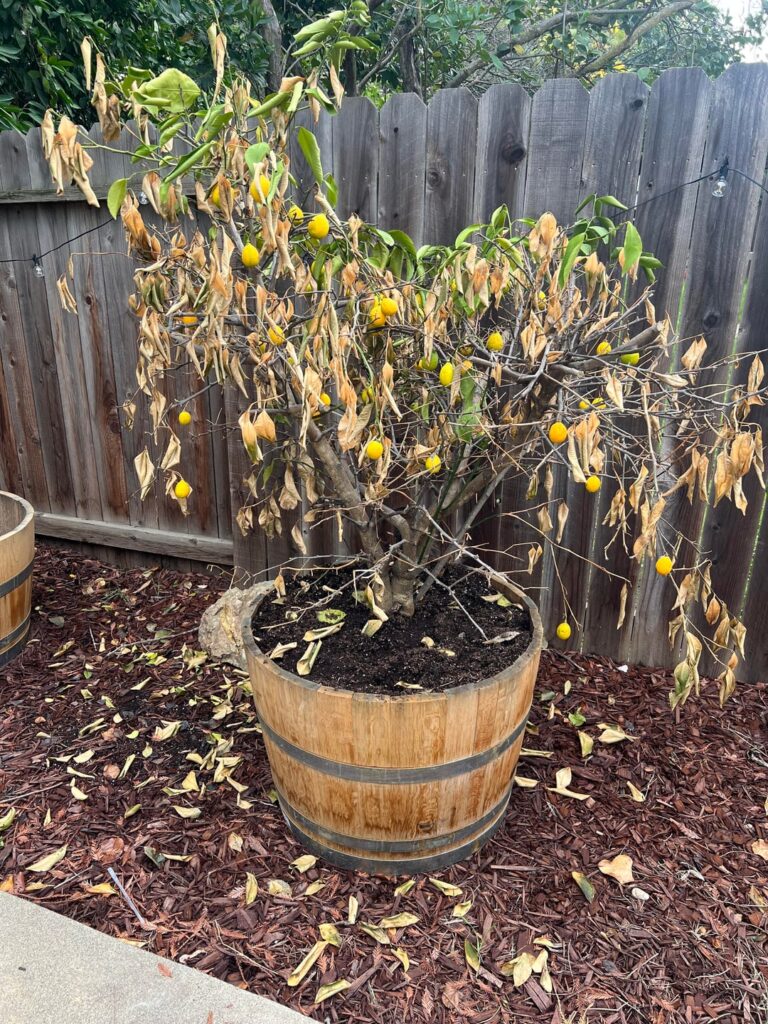 Transplanted lemon tree…dying. PLEASE HELP!