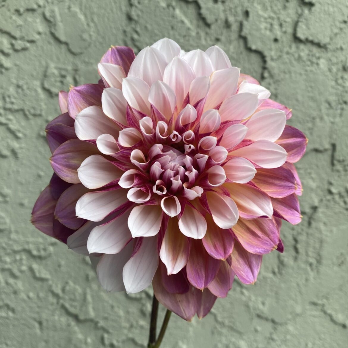 Caribbean Fantasy, late late season bloom