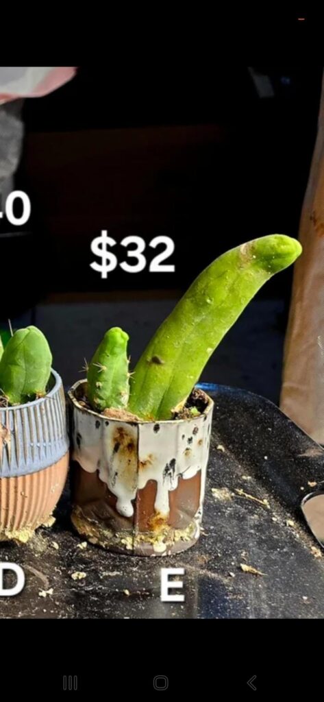 Is this normal? This is how the cactus looked in the sale picture, and this is how it looked when it arrived Is this normal? This is how the cactus looked in the sale picture, and this is how it looked when it arrived