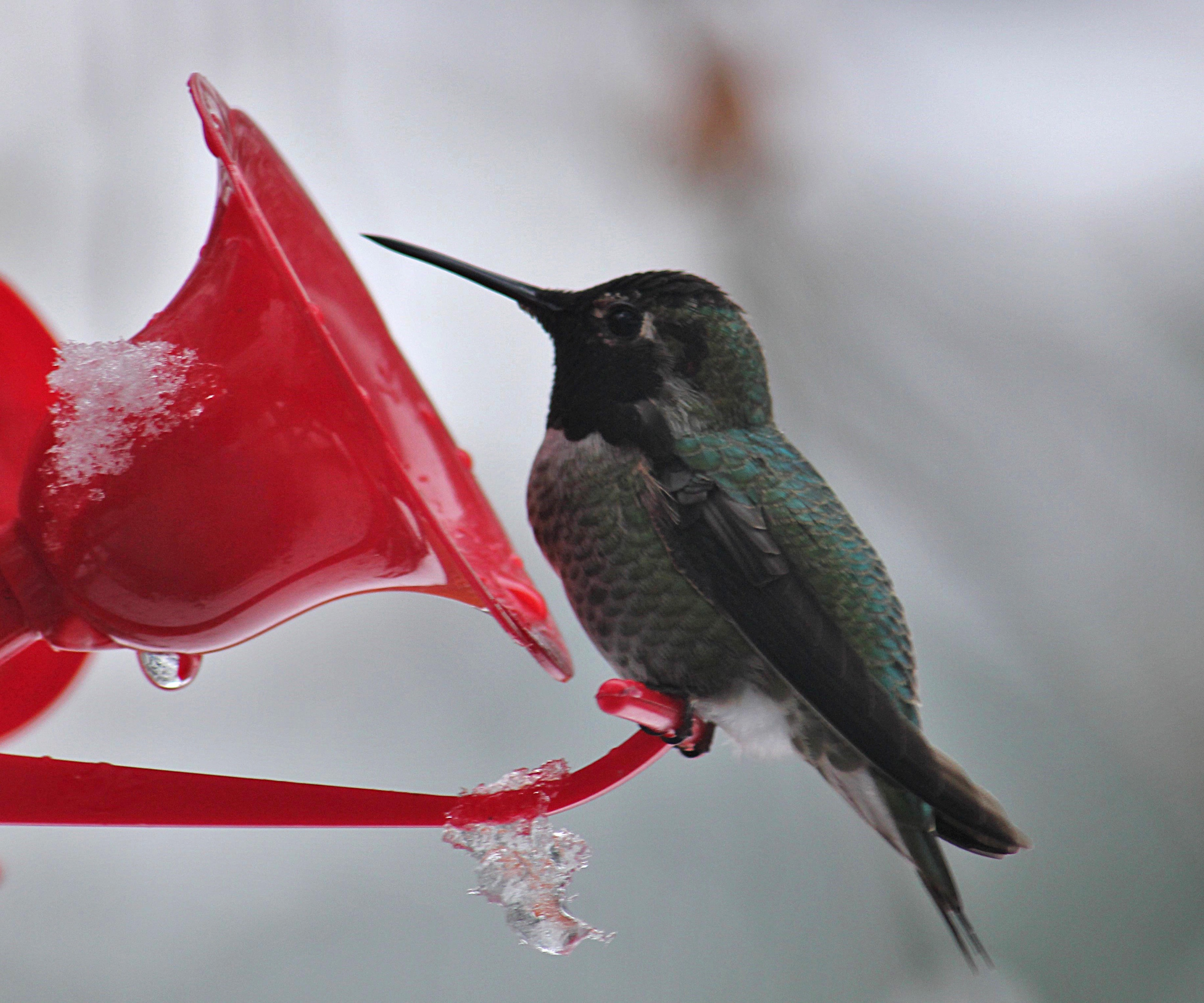 Hummingbird feeder with a perching hummingbird in frost