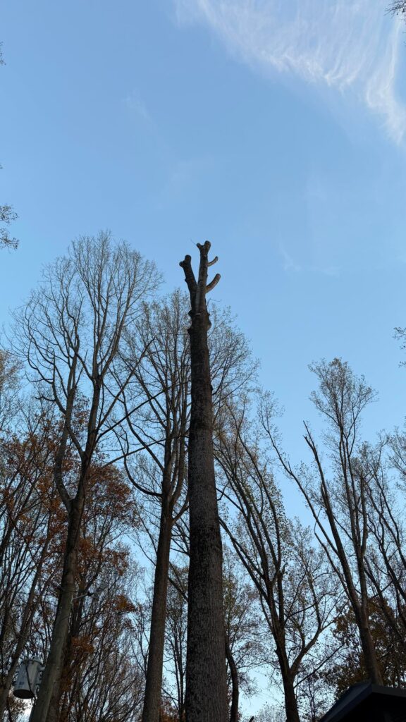 Has my tree been murdered? Has my tree been murdered?