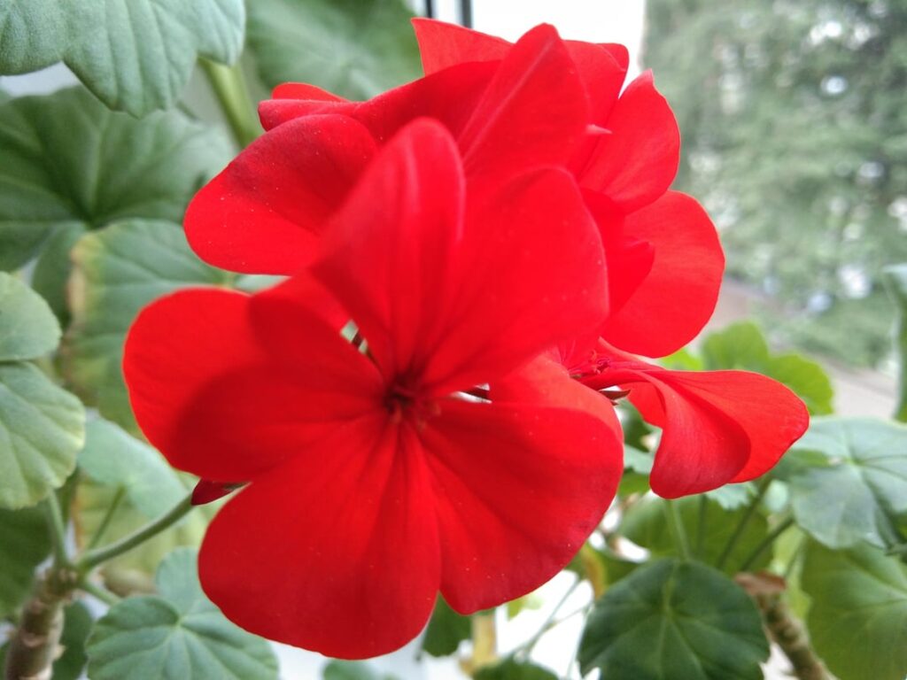 Geranium