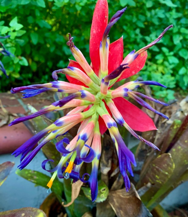 Banded bromeliad (Billbergia vittata). (Courtesy Tom Karwin)