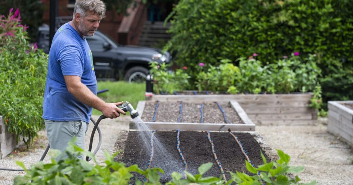 Fall planting season good for garlic, herbs and kale