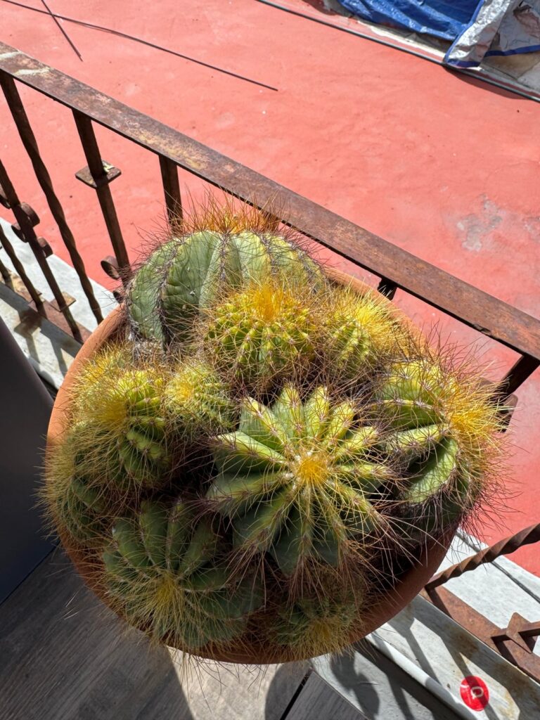 My cactus collection !