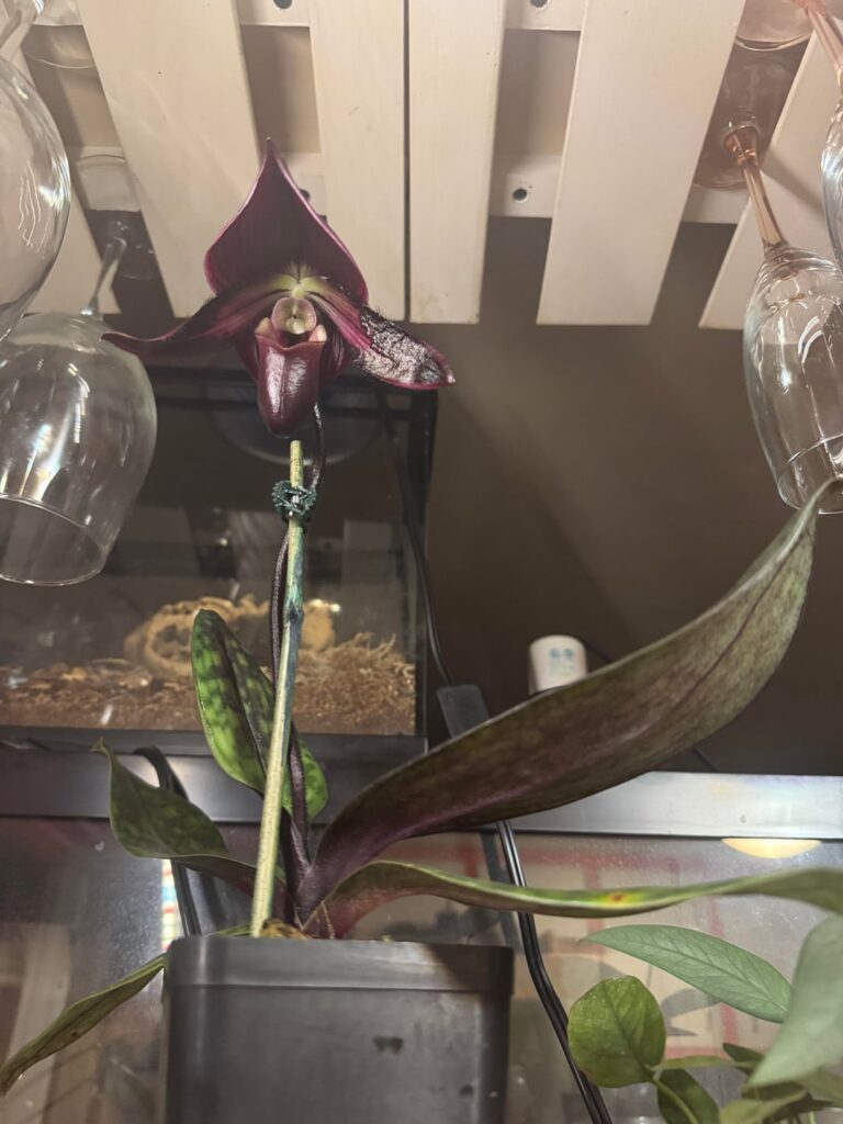 One of the most mysterious and beautiful orchids I’ve ever had