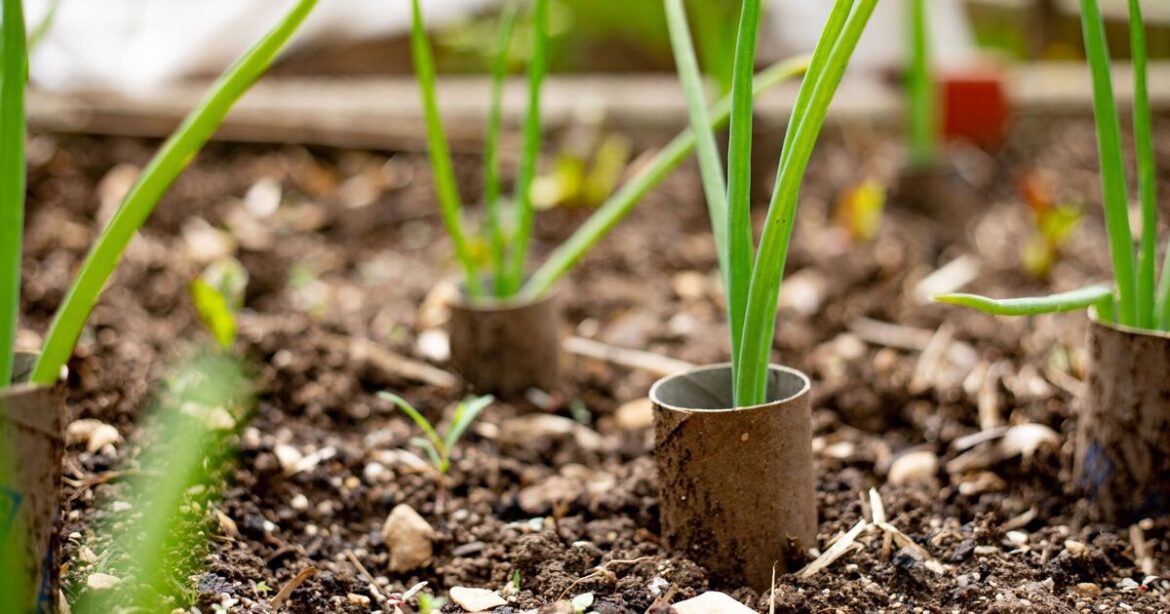 UK gardeners urged to put loo rolls in garden in November