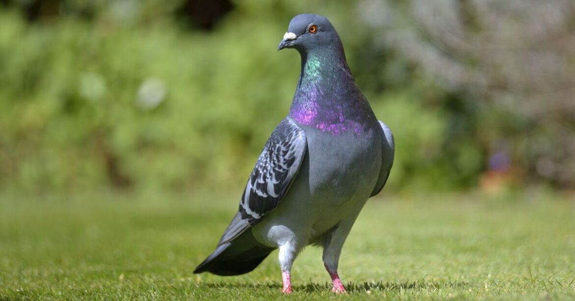 Gardeners told to keep pigeons from garden without scaring other birds