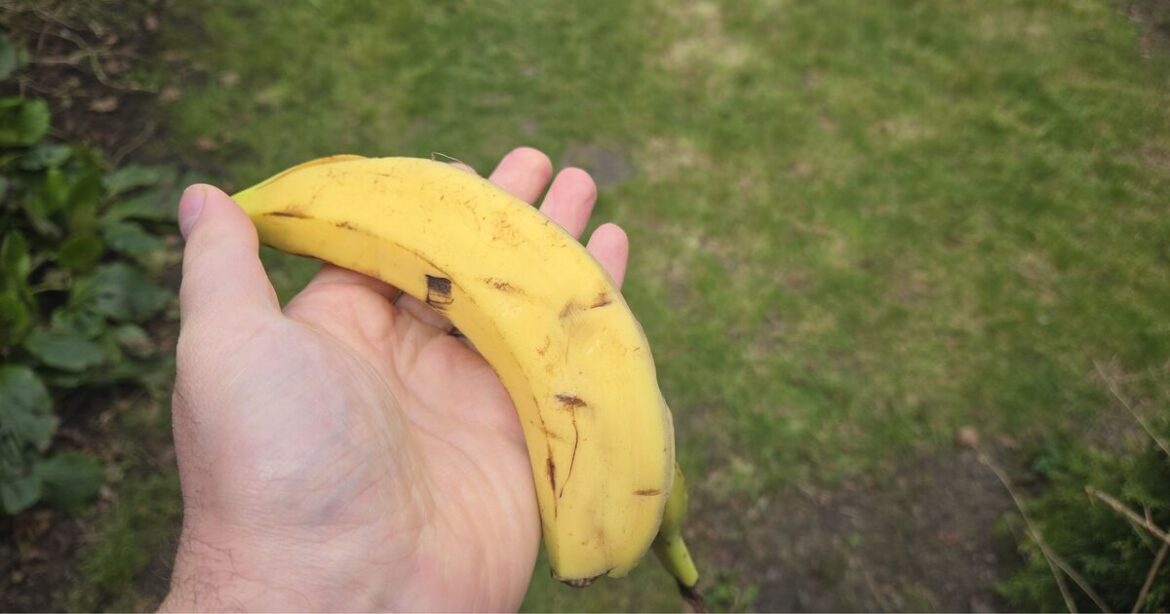 Gardeners urged to put bananas in gardens this winter