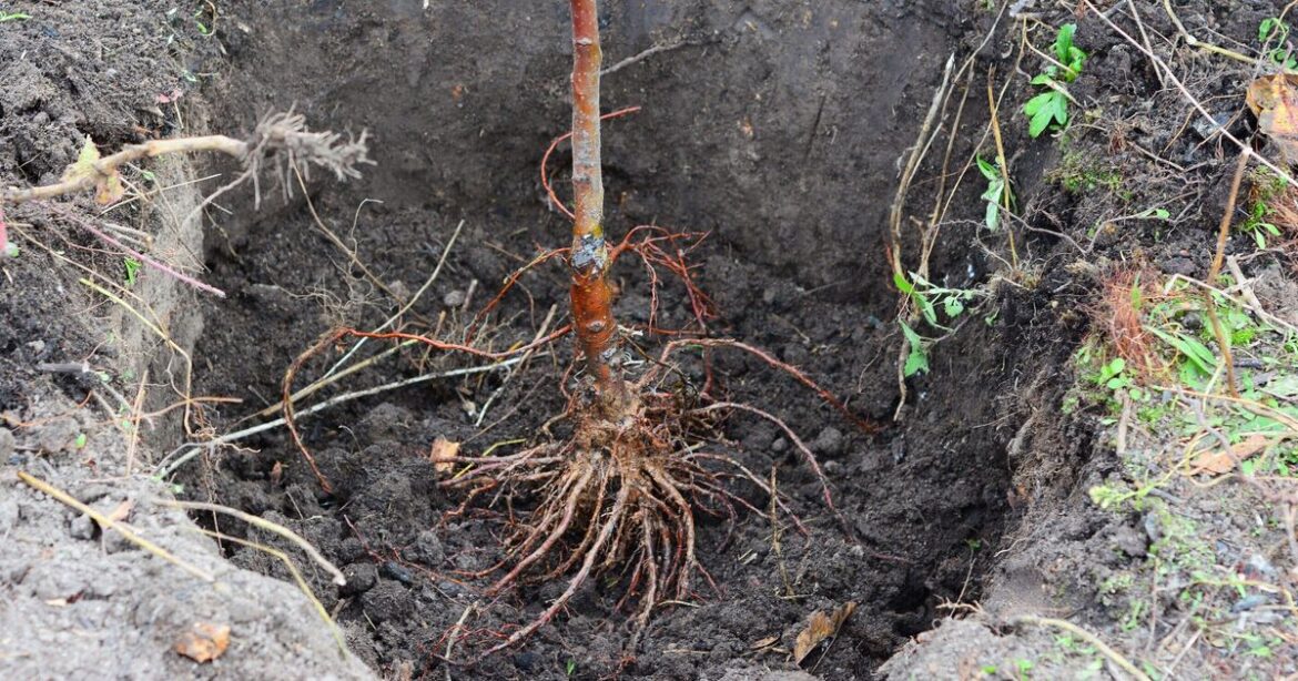 Four essential garden jobs to tackle in November before frost arrives Four essential garden jobs to tackle in November before frost arrives