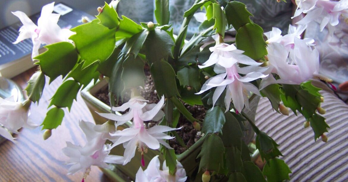 Christmas cacti must be placed in 1 location to flower Christmas cacti must be placed in 1 location to flower