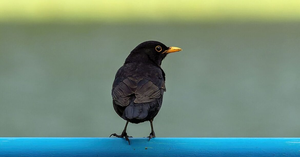 Monty Don issues ‘don’t’ warning to gardeners feeding birds | UK | News Monty Don issues 'don't' warning to gardeners feeding birds | UK | News