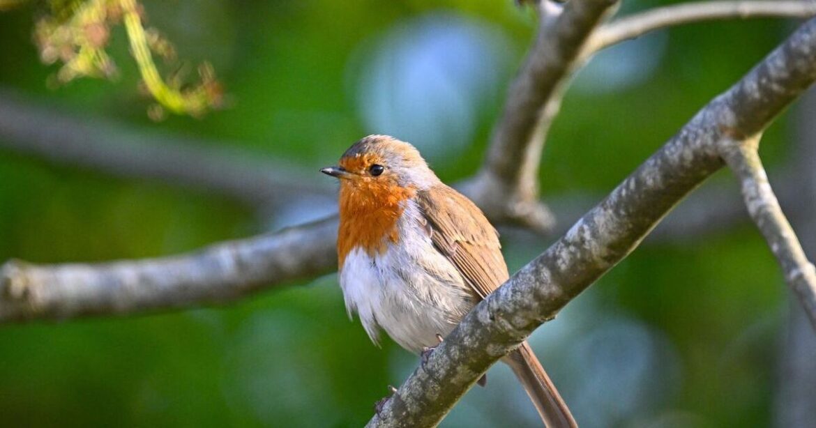 Robins will keep returning to your garden if you put 65p kitchen staple out this evening