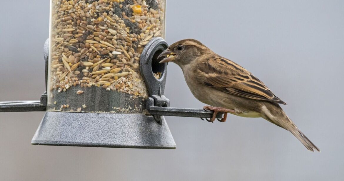 Gardeners urged to mix chilli flakes into bird seed
