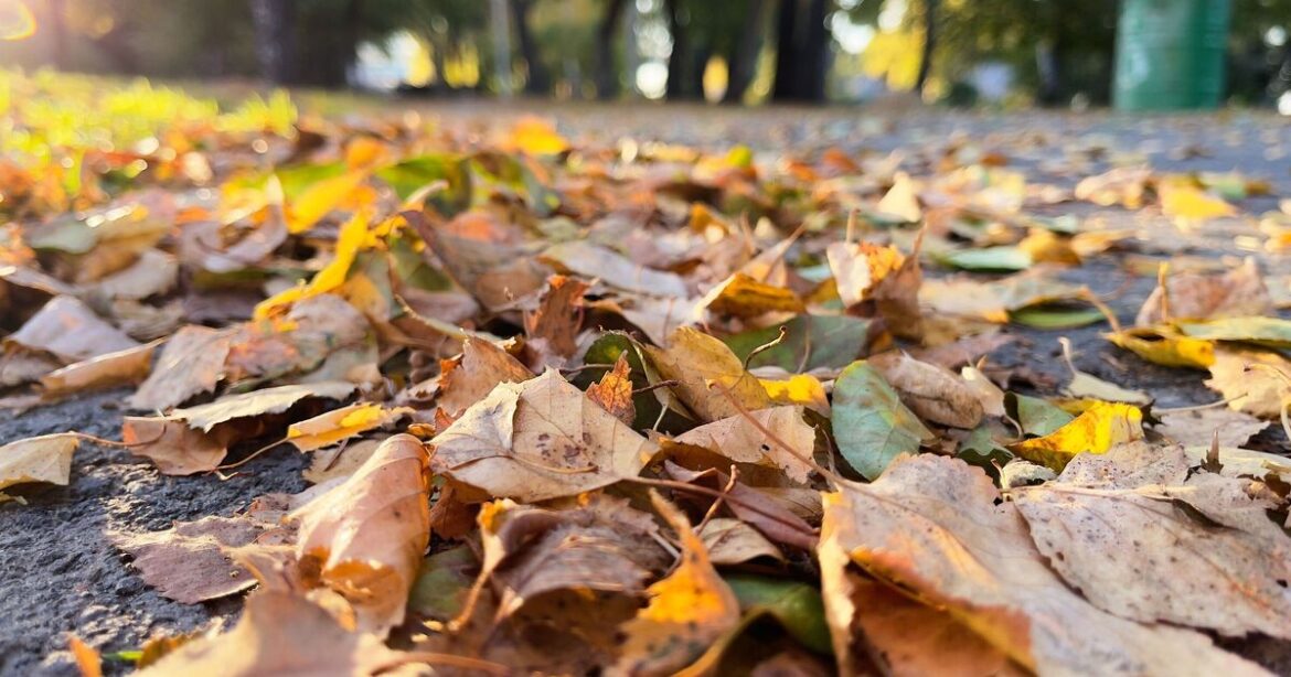 UK households told to remove leaves from gardens in November