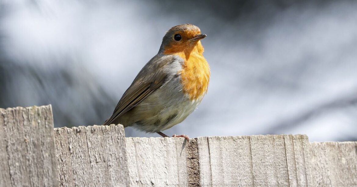 Robins will flock to your garden if you do this 1 task in November