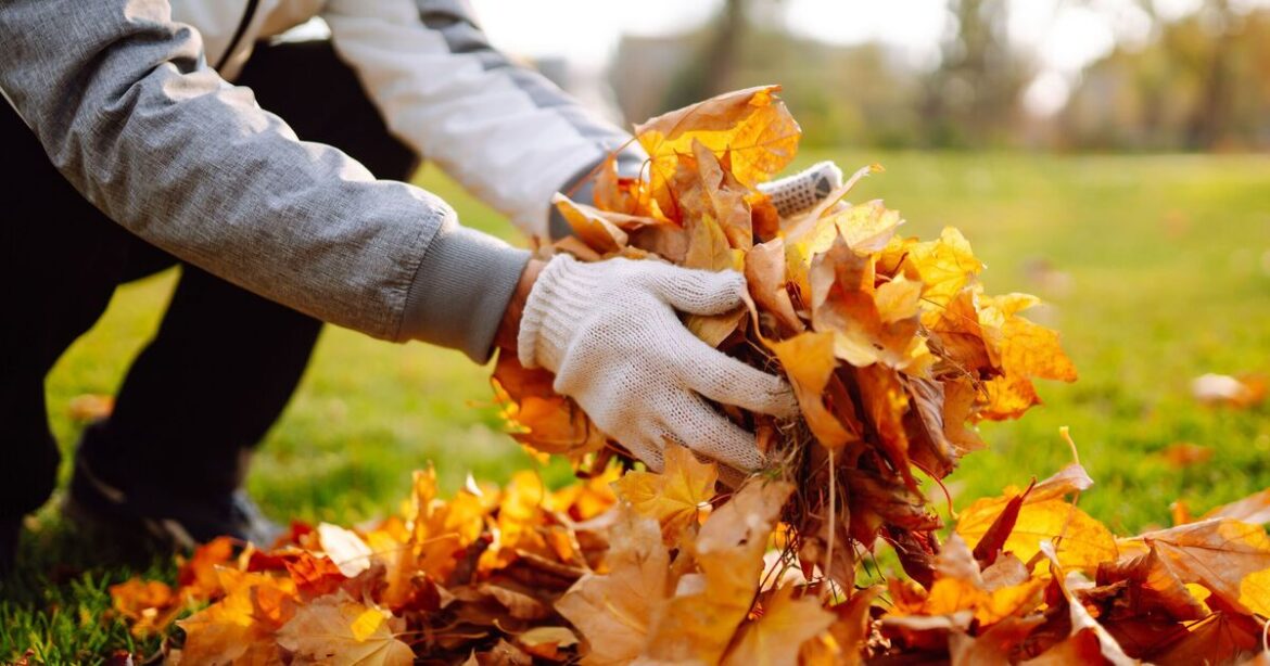 Gardeners urged to do 1 thing with fallen leaves before the end of November