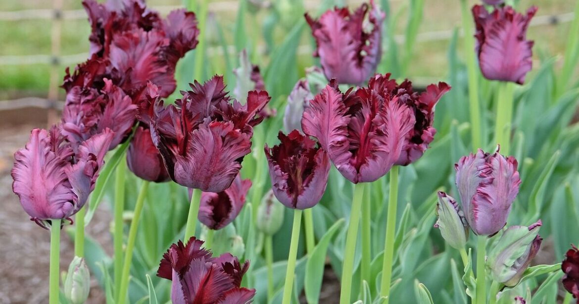 Monty Don urges gardeners with tulips to do one job in November Monty Don urges gardeners with tulips to do one job in November