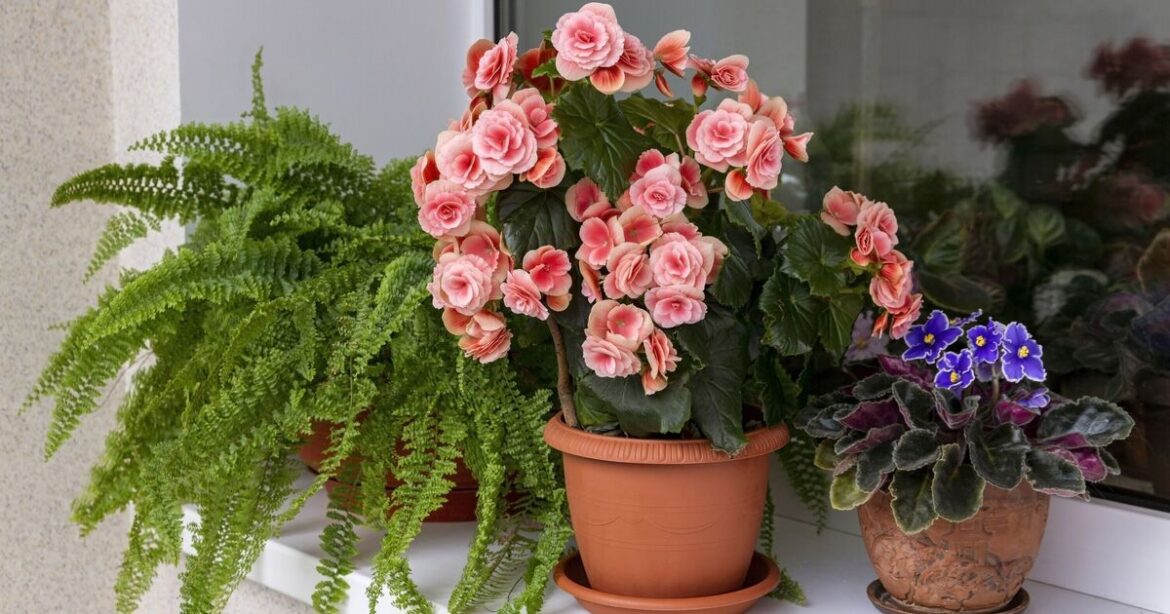 5 plants that can be used as houseplants to protect them from frost