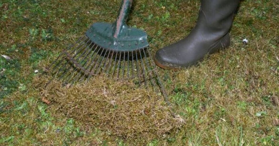 Gardeners told urgent lawn mistake in November will kill grass