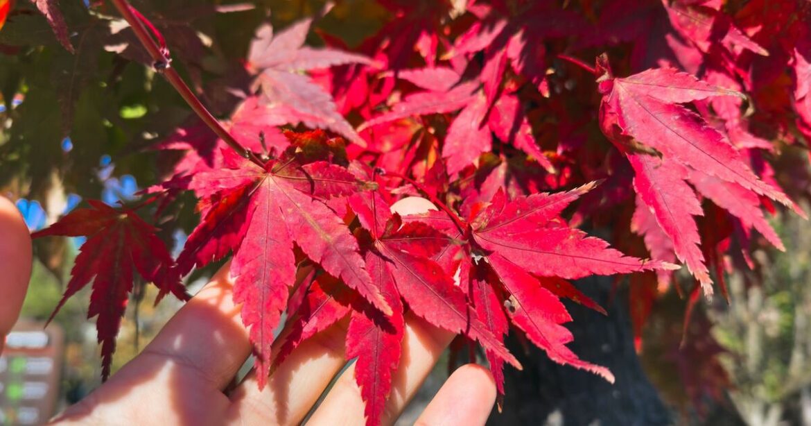 Best time to prune Japanese maples for a better display Best time to prune Japanese maples for a better display