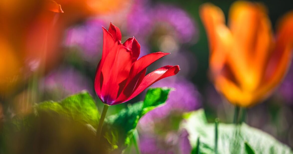 Gardens will be colourful in spring when 1 flower is planted now Gardens will be colourful in spring when 1 flower is planted now