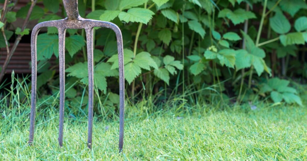 Gardeners urged to dig holes in lawn before end of November Gardeners urged to dig holes in lawn before end of November