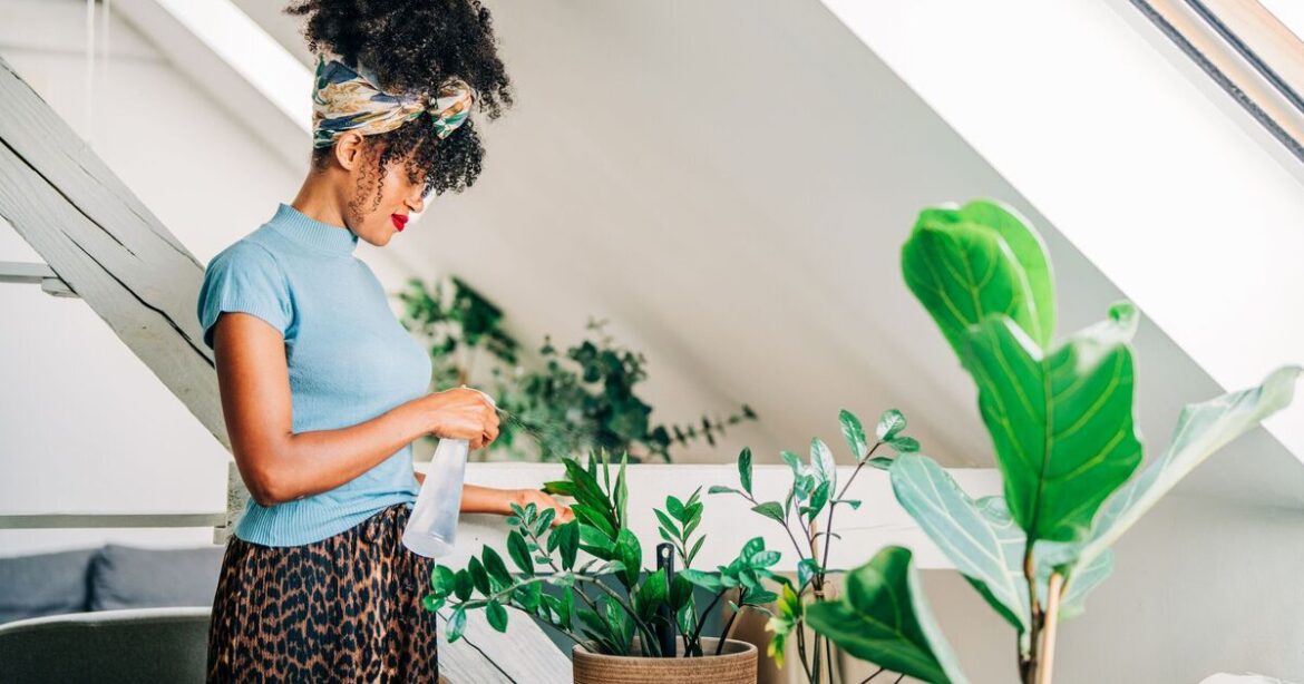 Expert reveals the five plants every home should have to boost wellbeing