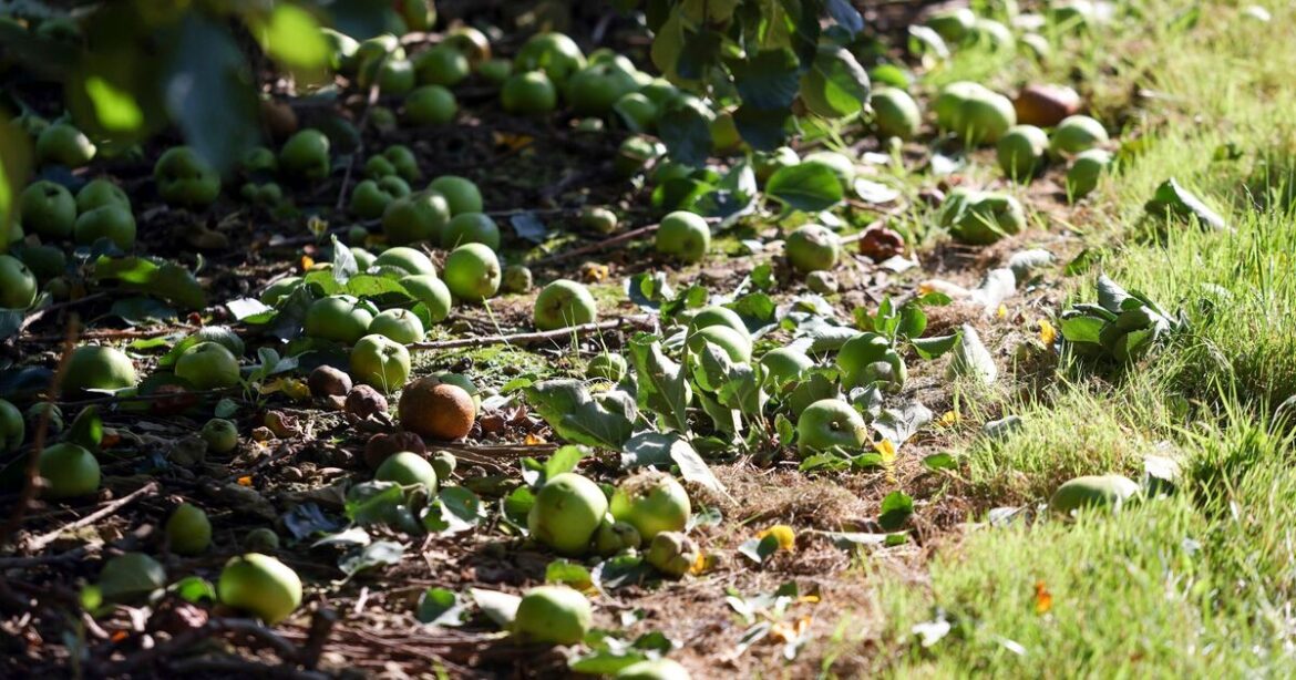 Gardeners urged to leave apples in garden in November for important reason