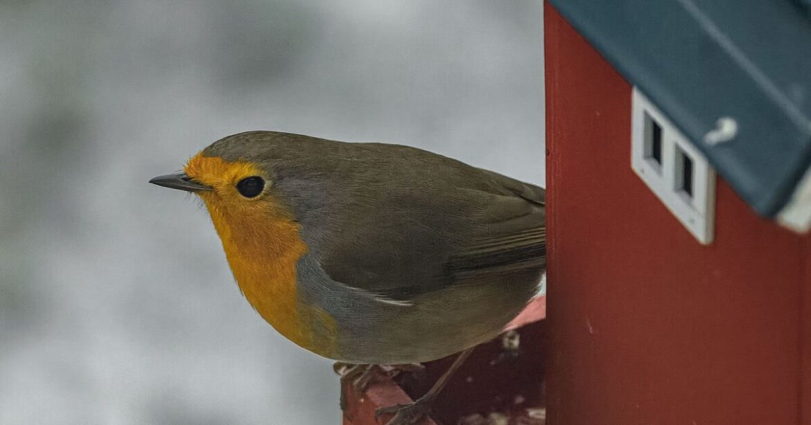 One garden mistake scares robins off and keeps them away One garden mistake scares robins off and keeps them away
