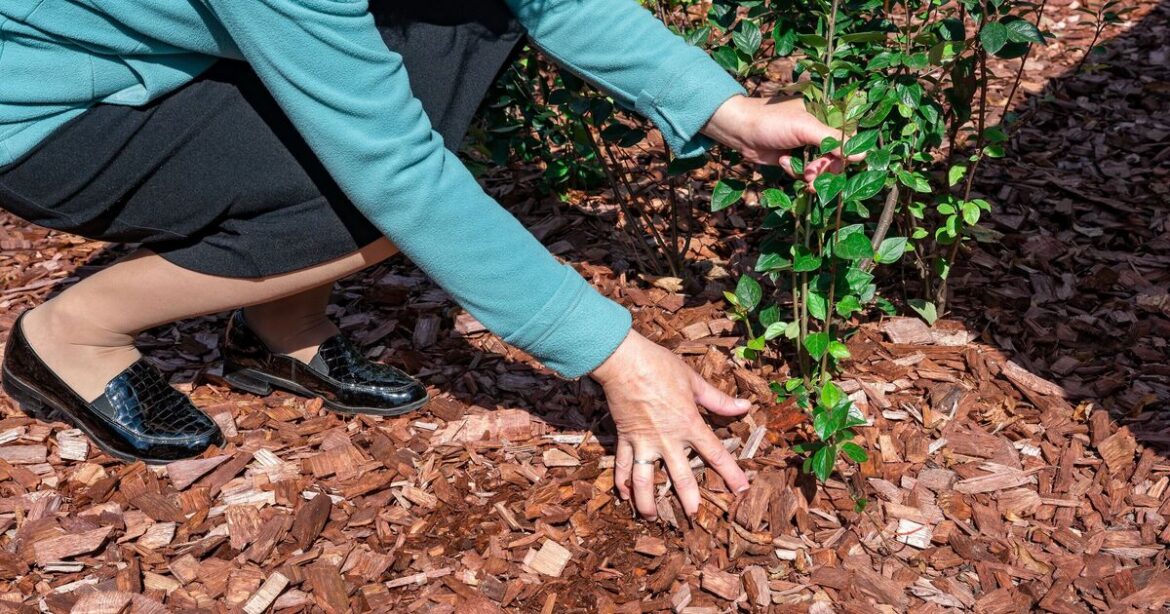 Gardeners’ World star names one thing to ‘avoid’ while completing vital autumn garden task Gardeners’ World star names one thing to ‘avoid’ while completing vital autumn garden task