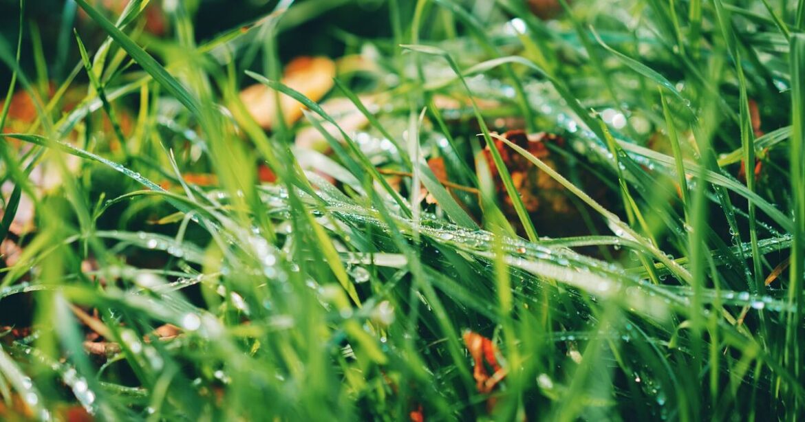 How to make lawn greener and thicker with 3 natural items