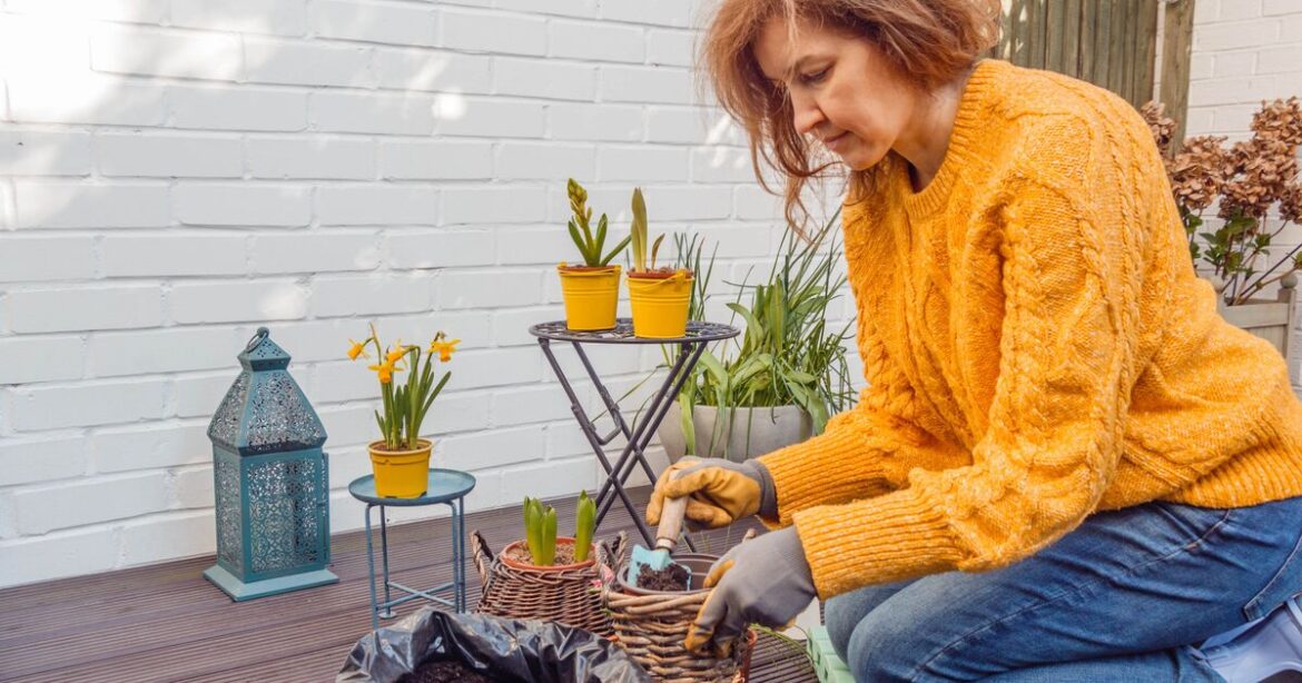 UK gardeners told 'plant now' for 'brilliant flower colours'