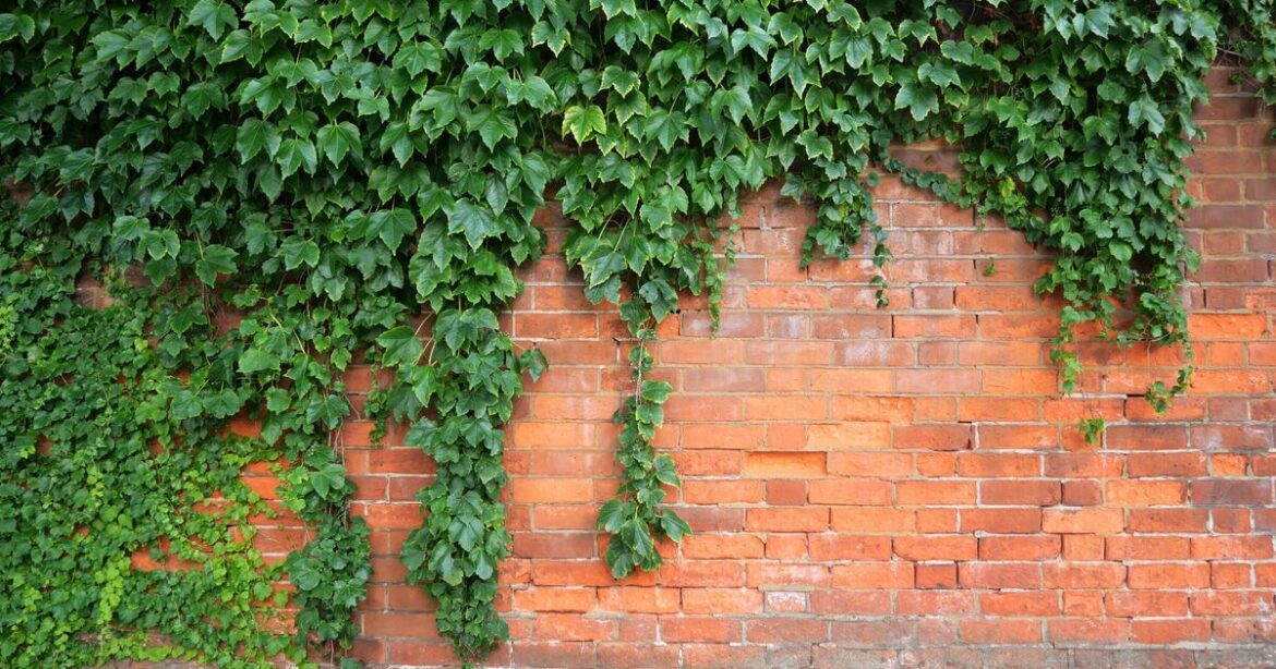 English Ivy ‘nightmare’ can be defeated by cutting just one section English Ivy ‘nightmare’ can be defeated by cutting just one section