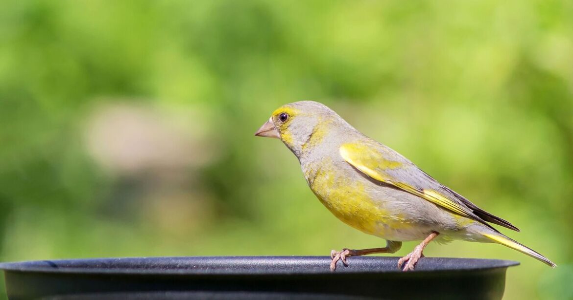 How to attract birds to your garden with 3 common leftovers How to attract birds to your garden with 3 common leftovers