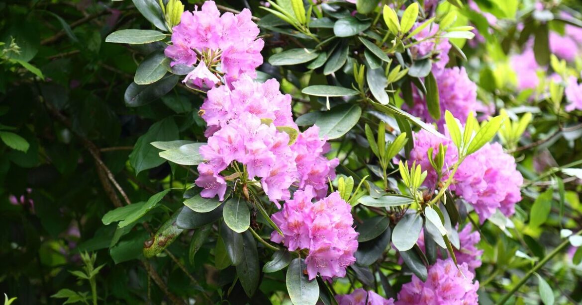 Common garden plants to never grow that devalues homes and deters buyers