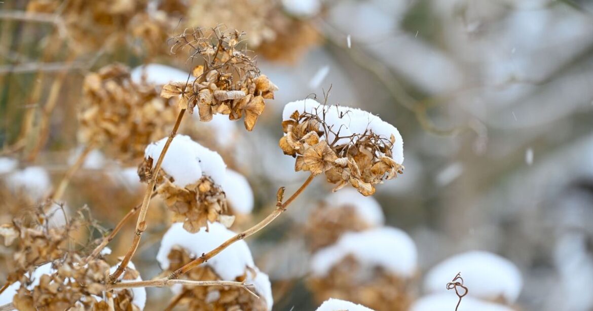 Hydrangeas will be completely ruined next year if you make 1 common mistake this November Hydrangeas will be completely ruined next year if you make 1 common mistake this November