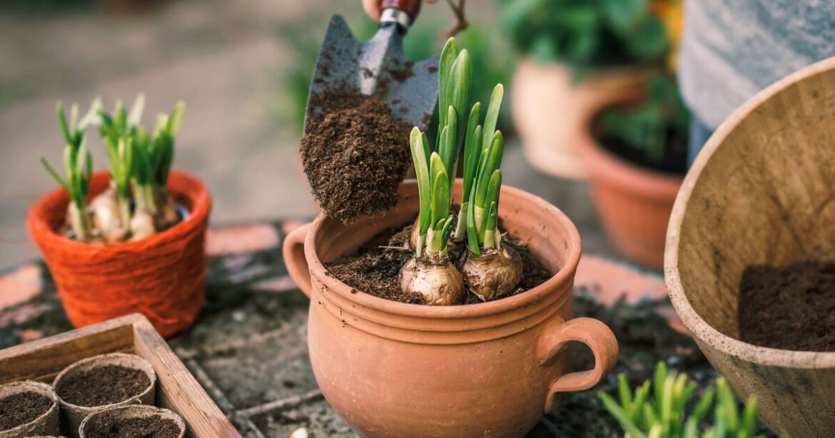 Gardeners urged to plant popular flower now before it's too late